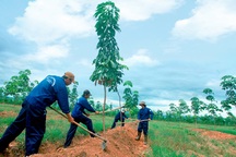 Bầu Đức trước cáo buộc "phá rừng": Thấy gì từ những con số? (P1)