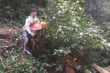 Điều tra vụ dùng súng đe dọa tổ công tác khi đang vận chuyển gỗ lậu