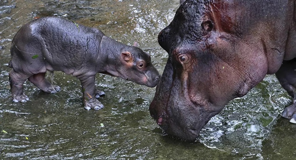 Hà mã sinh sôi nhanh chóng và gây ra mối đe dọa cho hệ sinh thái ở Colombia - 1 Hà mã sinh sôi nhanh chóng và gây ra mối đe dọa cho hệ sinh thái ở Colombia - 1