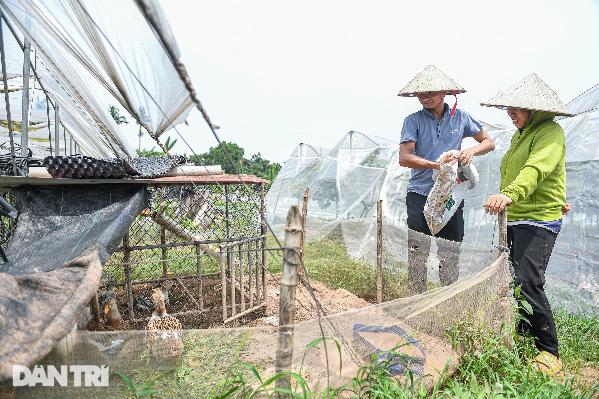 9X Hà Nội cầm 10 triệu đồng, liều lĩnh trồng nho không hạt thu lời tiền tỷ - 11 9X Hà Nội cầm 10 triệu đồng, liều lĩnh trồng nho không hạt thu lời tiền tỷ - 11