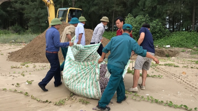  Chính quyền địa phương cùng các lực lượng thu gom, tiêu hủy số vỏ ngao trôi dạt vào bãi biển