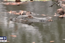 Cá sấu bị dán băng dính quấn chặt quanh miệng suốt 2 tháng