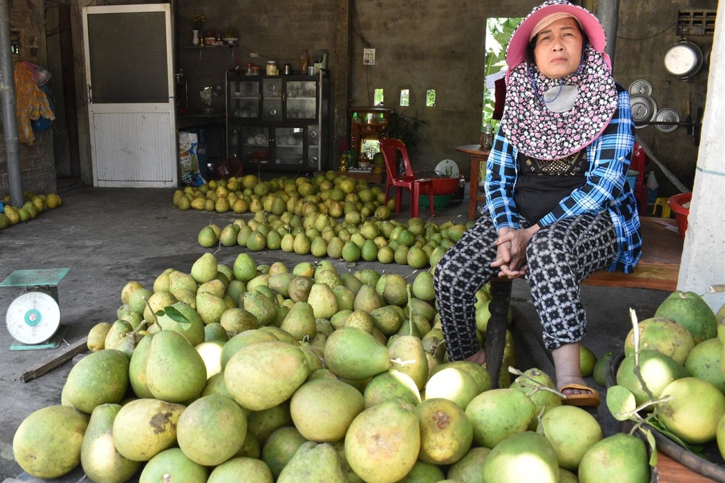 Quả đặc sản mất mùa, rớt giá, nông dân vùng thập ngũ tiên sa buồn thiu - 3