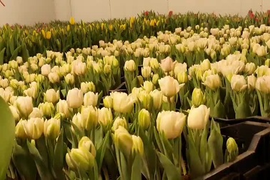 Năm kép chơi hoa kép cho tài lộc về kép, dân tình đổ xô đi săn tuy líp nhiều cánh