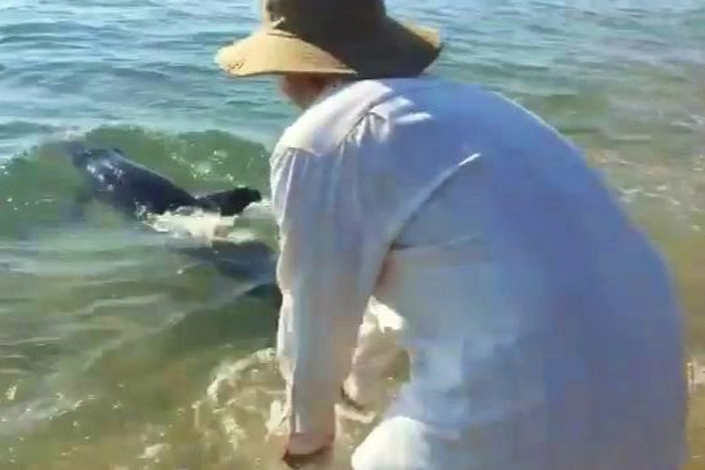 Ngư dân Bình Định giải cứu cá heo nặng 50 kg lạc vào sông Lại Giang - 2 Ngư dân Bình Định giải cứu cá heo nặng 50 kg lạc vào sông Lại Giang - 2