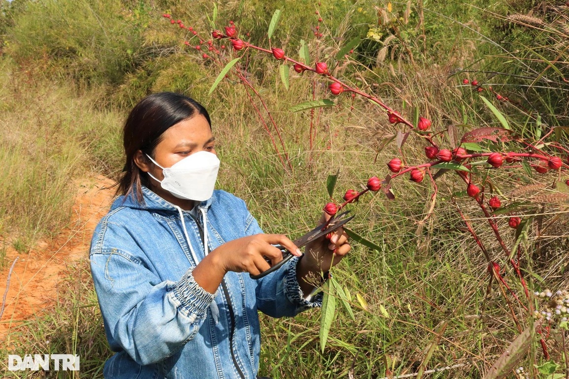 Đầu xuân lên rừng hái hoa atiso, bỏ túi hàng chục triệu đồng - 5 Đầu xuân lên rừng hái hoa atiso, bỏ túi hàng chục triệu đồng - 5