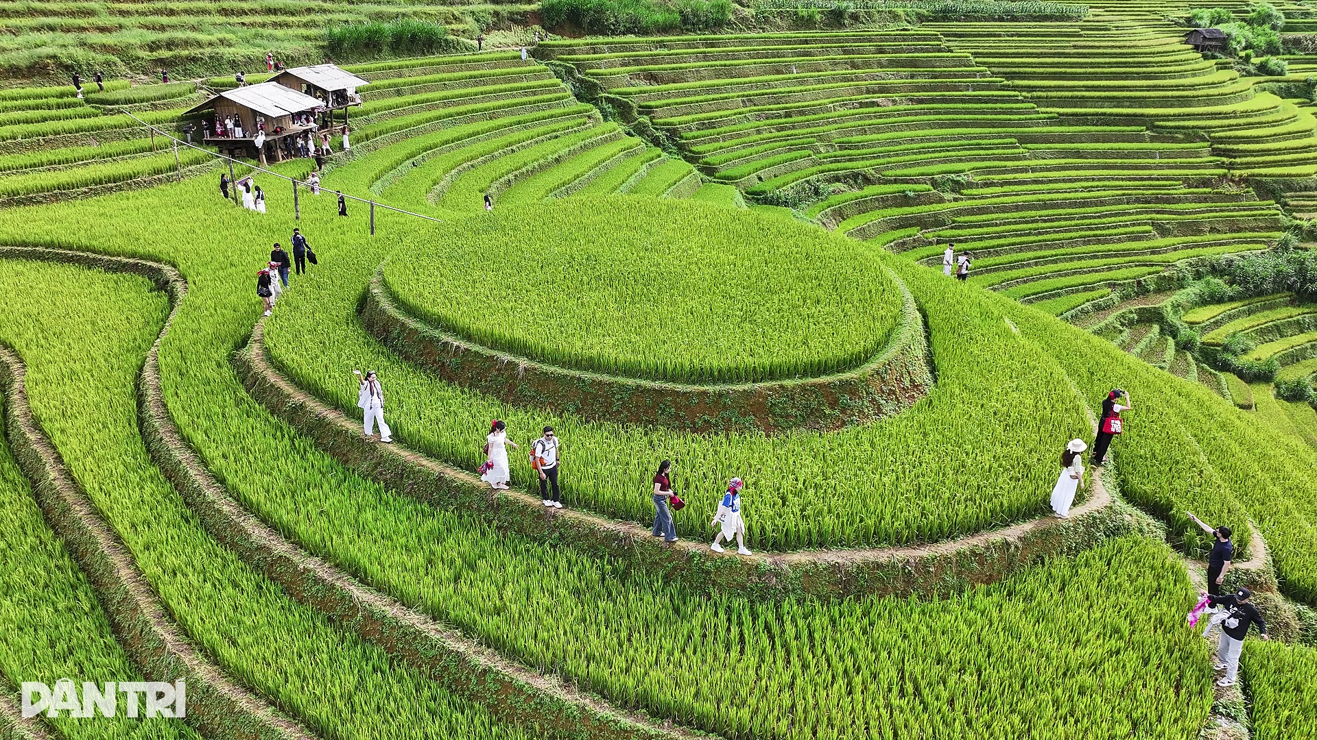 Sợ cảnh chen chúc check-in, khách tranh thủ lên Mù Cang Chải ngắm lúa sớm - 6 Sợ cảnh chen chúc check-in, khách tranh thủ lên Mù Cang Chải ngắm lúa sớm - 6