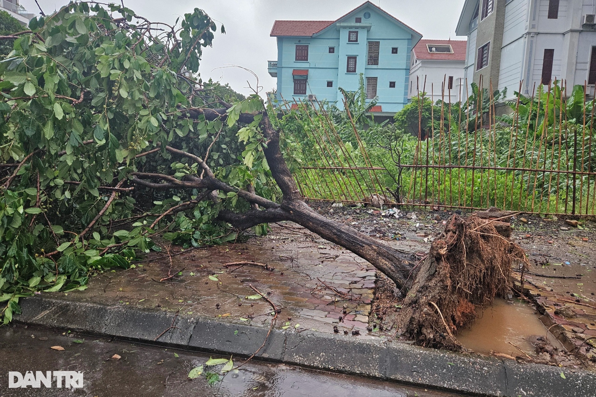 Bão quật đổ hàng loạt cây xanh ở Quảng Ninh - 4