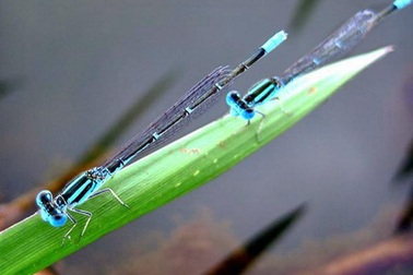 Một loài chuồn kim có cách sinh đẻ lạ thường 