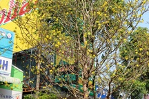 Mai vàng trăm tuổi, rao bán 2,4 tỷ đồng