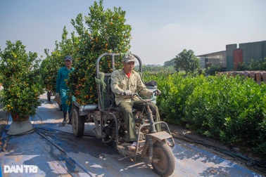 Quất Tứ Liên chuyển sắc vàng, nhà vườn tất bật vào vụ Tết