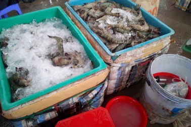 Chưa đến 20% hộ nuôi tôm ký cam kết không bơm tạp chất vào tôm