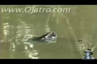 Kinh hoàng cảnh cá sấu và trăn “tử chiến” trên đầm lầy