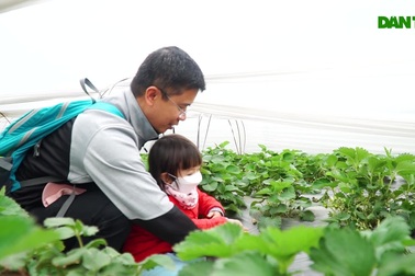 Đưa trẻ đi hái dâu tây chín rộ ở Hà Nội