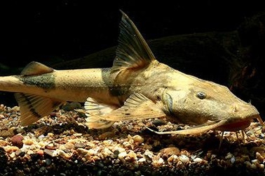 5 loài cá tiến vua huyền thoại của Việt Nam