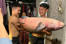 Cá trắm đen 52kg được bán với giá hơn 8 triệu đồng