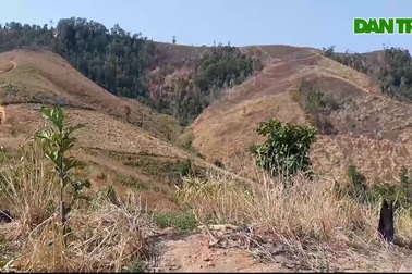 Bàng hoàng trước cảnh rừng xanh bị "xẻ thịt"