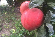 Dân buôn săn bưởi đỏ cờ, lùng mua cả vườn về bán Tết