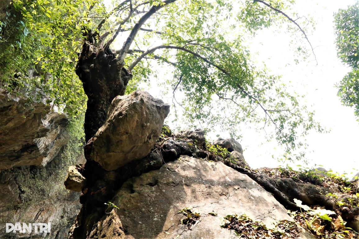 Chiêm ngưỡng cây thị nghìn tuổi ngự trên khối đá trăm triệu năm - 7 Chiêm ngưỡng cây thị nghìn tuổi ngự trên khối đá trăm triệu năm - 7