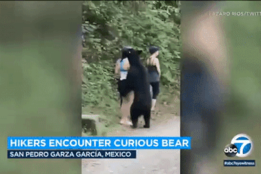 Gấu đen bị thiến sau khi ngửi tóc cô gái trẻ