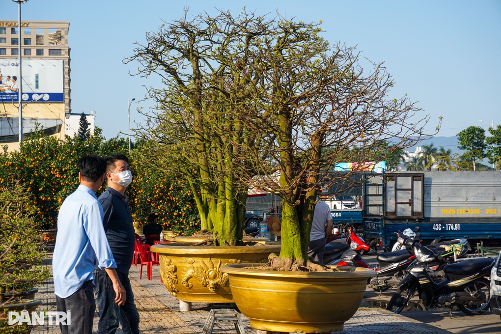 Lão đại mai khoe dáng, chủ hét giá 3 tỷ đồng 
