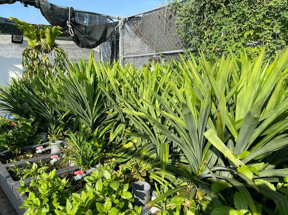 Những ông bố Việt đảm đang: Làm vườn trĩu cành, cá tung tăng trong sân - 4