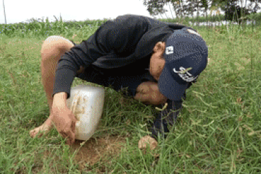 Tuyệt chiêu đổ nước săn dế, kiếm tiền với loại đặc sản dân dã