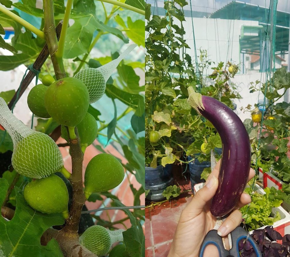 Nhóm bạn rủ nhau làm vườn sân thượng nhiều giống lạ, thu hoạch mỏi tay - 3