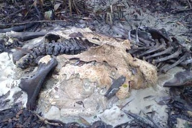 Hai con voi chết thối trong rừng bảo tồn thiên nhiên 