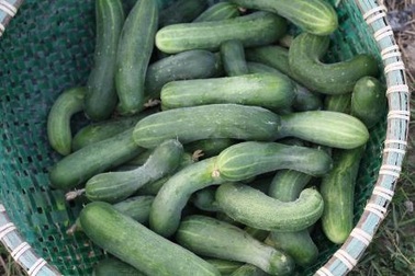 Hà Nội: Mua rau sạch ở đâu?