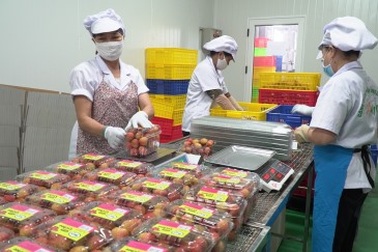 Vải thiều Việt Nam lần đầu xuất sang Singapore, nhiều siêu thị sạch bong