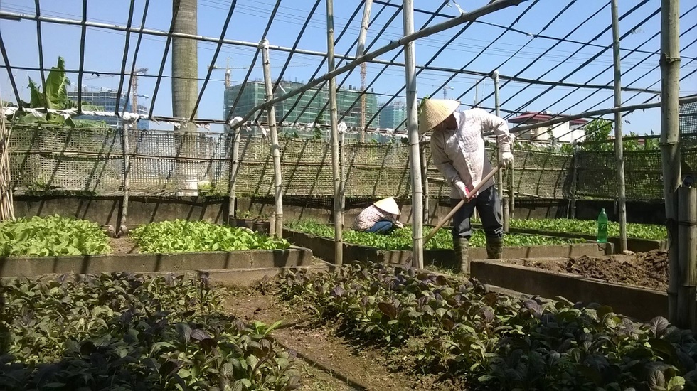 Vợ chồng tiến sỹ về quê làm nông dân, bán 5 tấn nông sản/tháng - 6