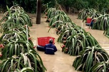 Người dân khu vực Bình Thuận ngâm mình thu hoạch thanh long