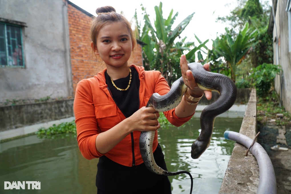 Nuôi rắn dễ hơn nuôi gà, cô gái Đồng Tháp lãi 800 triệu đồng mỗi năm - 1 Nuôi rắn dễ hơn nuôi gà, cô gái Đồng Tháp lãi 800 triệu đồng mỗi năm - 1