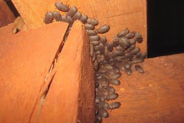 Khốn khổ vì hàng vạn con bọ "bao vây" khắp nhà suốt mùa mưa