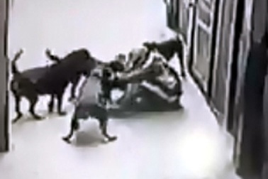 Rùng mình cảnh bốn con chó Tây lao vào cắn chủ ở Hà Nội