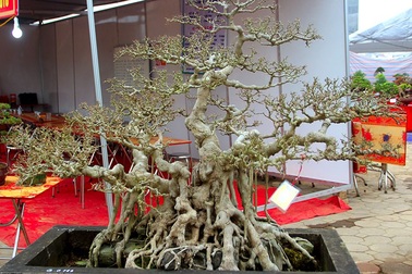 Bộ ba cây sanh "hóa thạch" 30 tỷ đồng xôn xao hội chợ Hà Nội