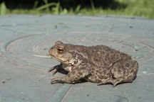 2 vợ chồng cùng tử vong sau ăn thịt cóc