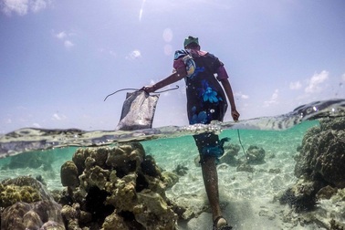 Cuộc sống của những người thợ săn bạch tuộc