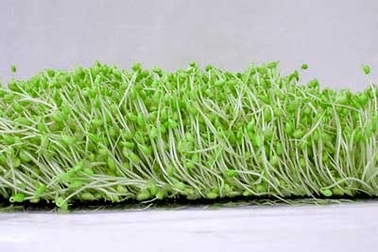 Những điều chưa biết về mầm đậu nành