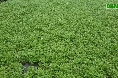 Trồng rau quanh giếng cổ, thu hàng chục triệu đồng