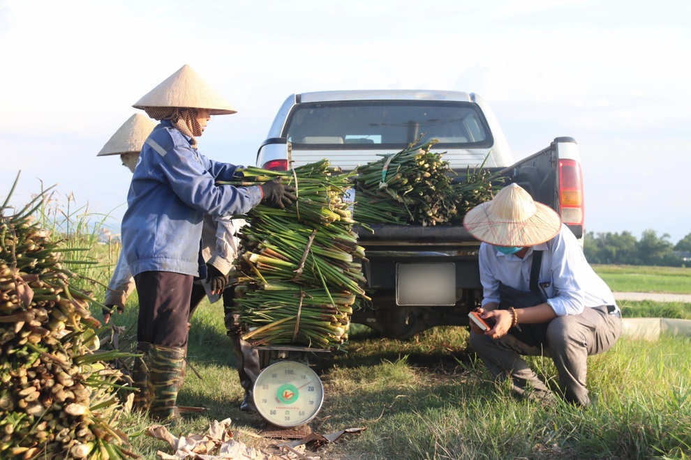 Nông dân thu lợi từ cây kẻ thù của ruộng đồng - 12 Nông dân thu lợi từ cây kẻ thù của ruộng đồng - 12