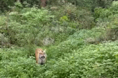 Khoảnh khắc đáng sợ khi hổ lao vào tấn công xe jeep mui trần chở du khách