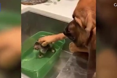 Clip Nàng chó săn Bloodhound Ruby Jane, 5 tuổi, đã vuốt ve chú mèo con 4 tuần tuổi Lakeland, Florida.