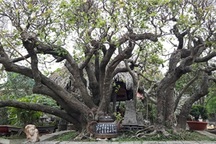 Siêu cây thân rồng, đại gia Nhật trả 10 tỷ không bán