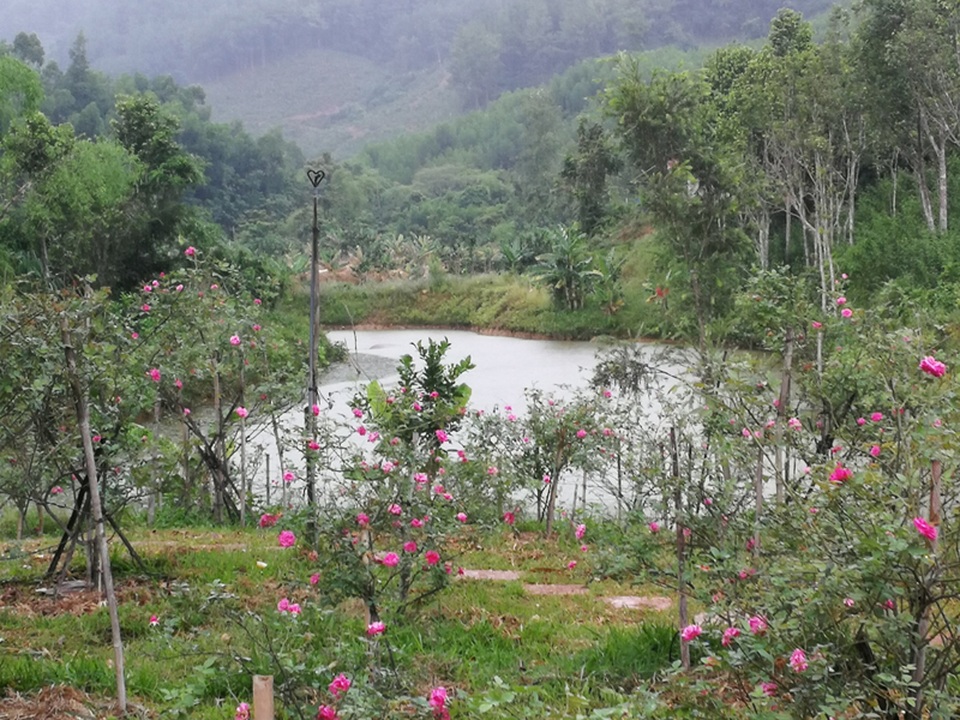 Chủ trại hồng tiếc nuối vì dịch corona ngăn khách đến ngắm mùa hoa đẹp nhất - 5 Chủ trại hồng tiếc nuối vì dịch corona ngăn khách đến ngắm mùa hoa đẹp nhất - 5