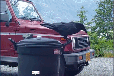 Xem quạ thông minh mở nắp thùng rác