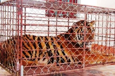 Cận cảnh “Chúa tể rừng xanh” được người dân nuôi nhốt trong nhà