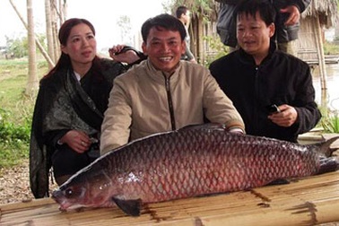 “Quái vật” Hồ Tây sắp tuyệt chủng