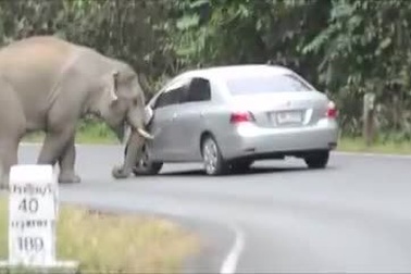 Toyota Vios làm voi… hứng tình